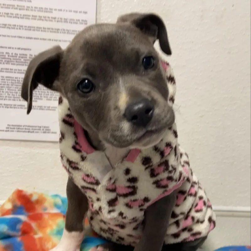 Nila  Was Farrah thumbnail 3