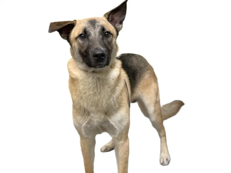 A young large-sized male German Shepherd Dog dog named Robbie for adoption in Los Angeles, CA