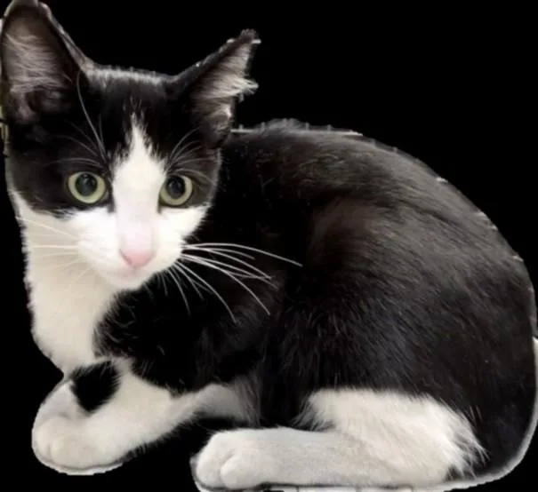 A baby small-sized female Domestic Short Hair cat named Lucy for adoption in Los Angeles, CA