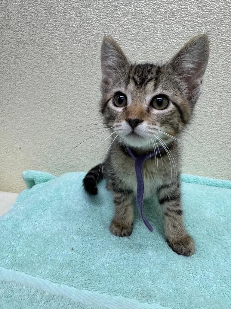 A baby small-sized female Domestic Short Hair cat named Baguette for adoption in Shorewood, IL