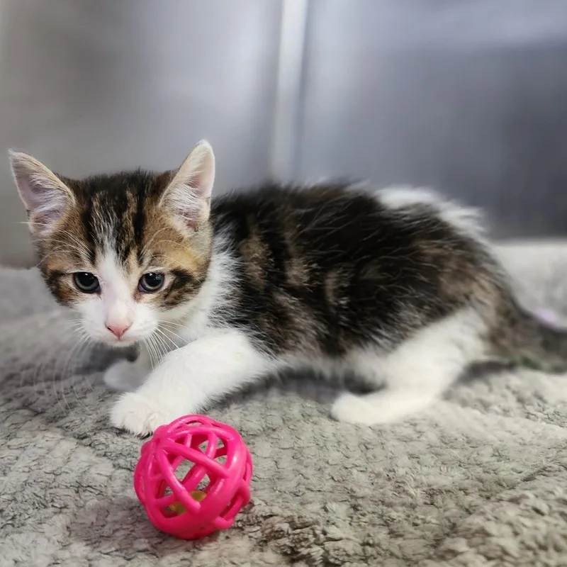 A baby small-sized male Brown / Chocolate Domestic Short Hair cat named Liam for adoption in Dixon, IL