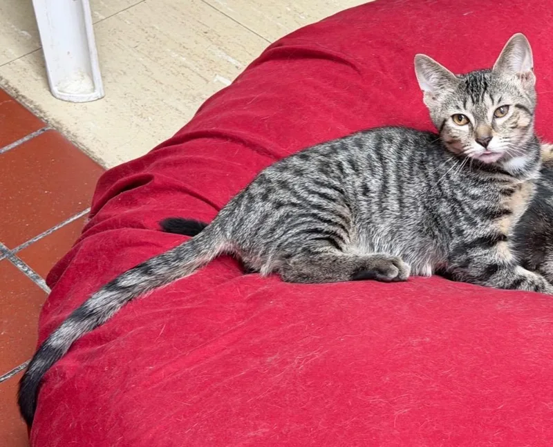 A baby medium-sized male Domestic Short Hair cat named Freedom for adoption in Port Jervis, NY