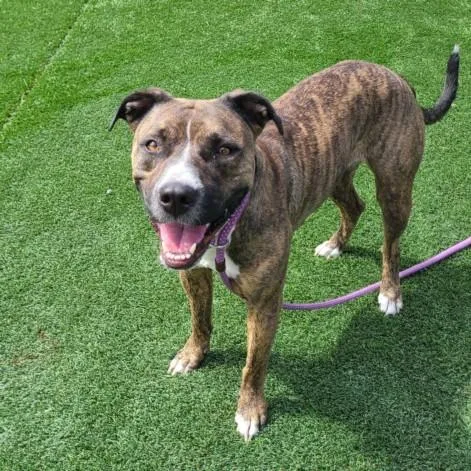 An adult large-sized female Pit Bull Terrier dog named Olivia for adoption in Los Angeles, CA