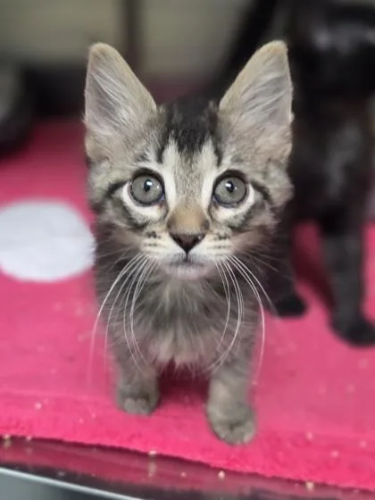 A baby small-sized female Domestic Medium Hair cat named Minnow for adoption in Westland, MI