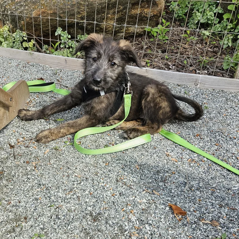 A baby medium-sized female Brown / Chocolate German Shepherd Dog dog named Ladybug for adoption in Phoenixville, PA
