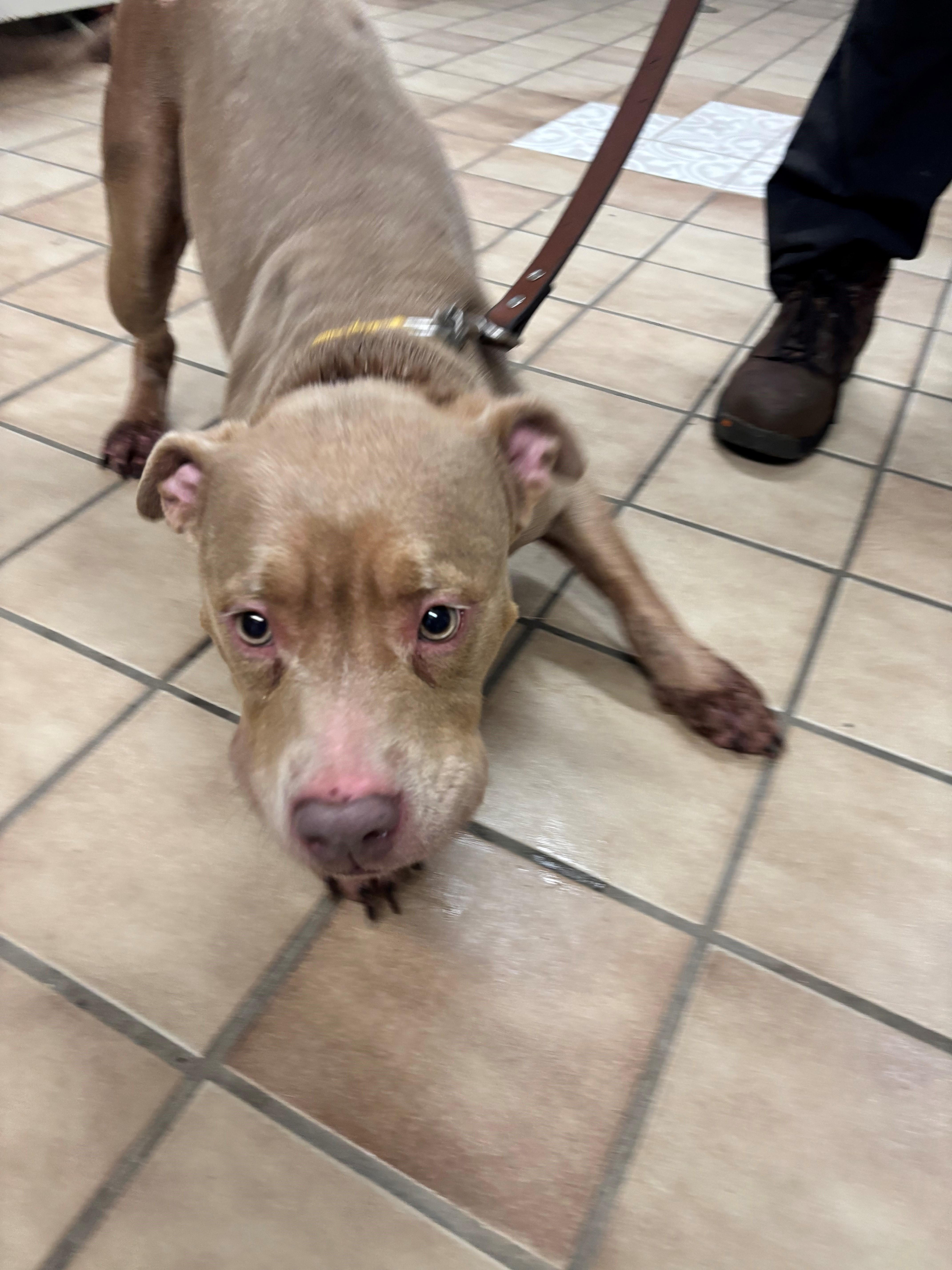 An adult medium-sized female Golden Pit Bull Terrier dog named Willow for adoption in Edison, NJ