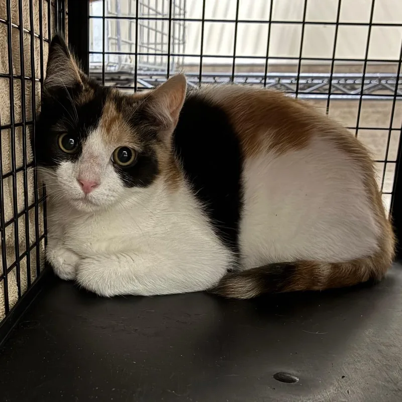 A baby small-sized female Calico Domestic Short Hair cat named Cinnamon for adoption in Pasadena, CA