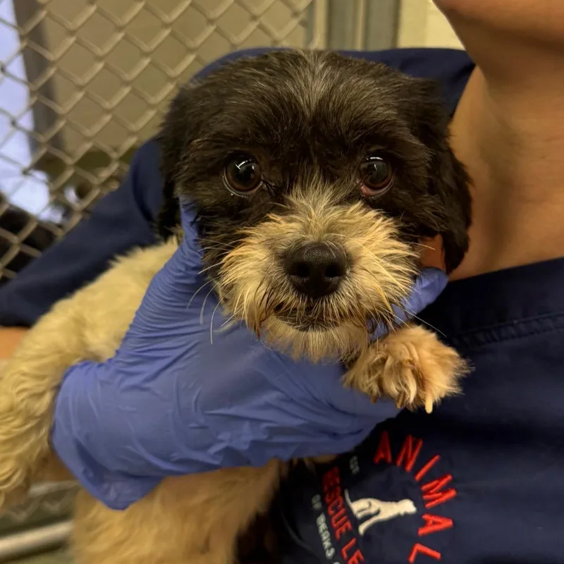 An adult small-sized female White / Cream Shih Tzu dog named Sky for adoption in Birdsboro, PA