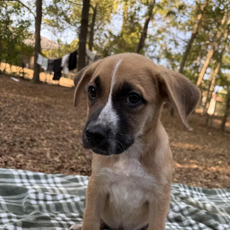 Milo