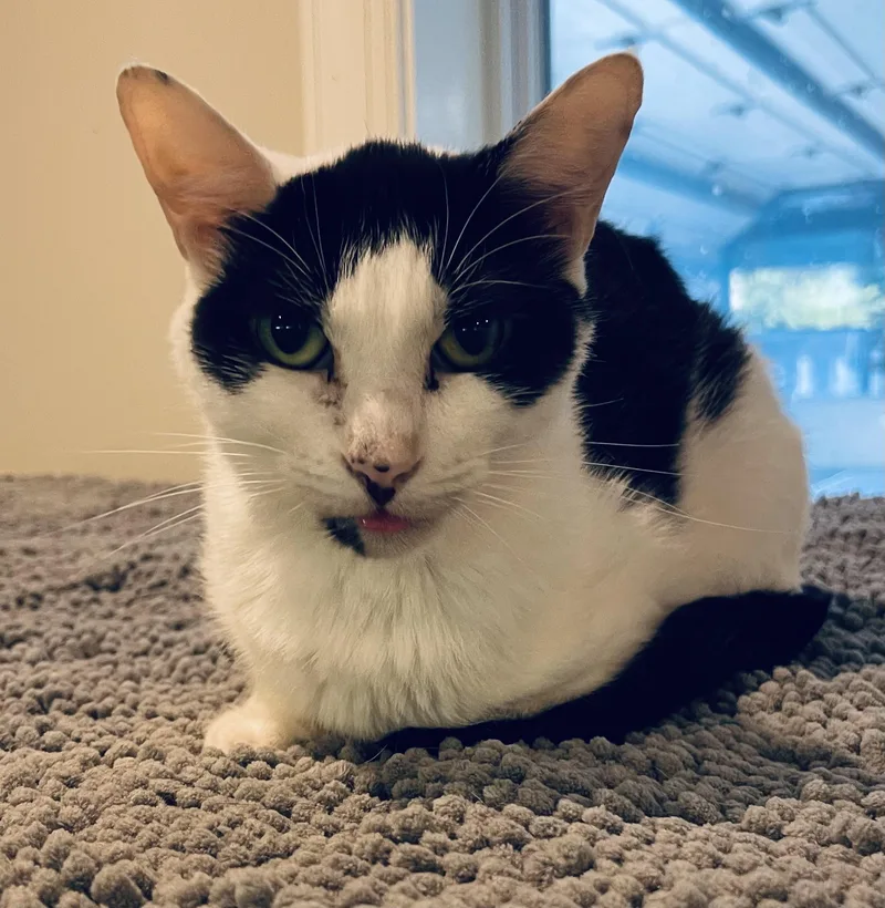 An adult small-sized female Black & White / Tuxedo Tuxedo cat named Panda Bear for adoption in Myrtle Beach, SC