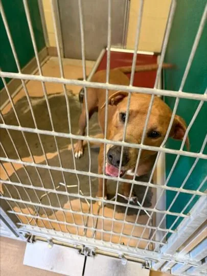 A young small-sized male Pit Bull Terrier dog named Bruno for adoption in Texas City, TX