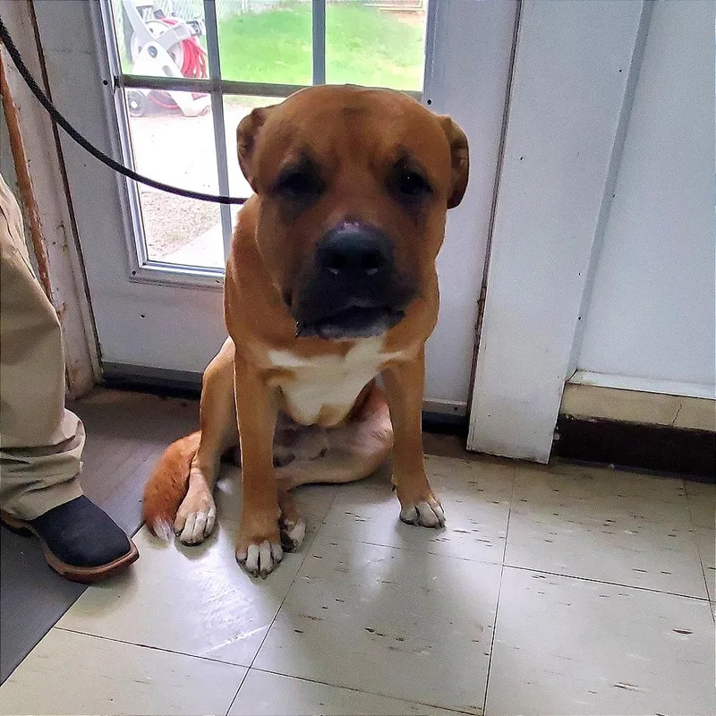 An adult extra large-sized male Golden Mastiff dog named Bear for adoption in Denison, TX