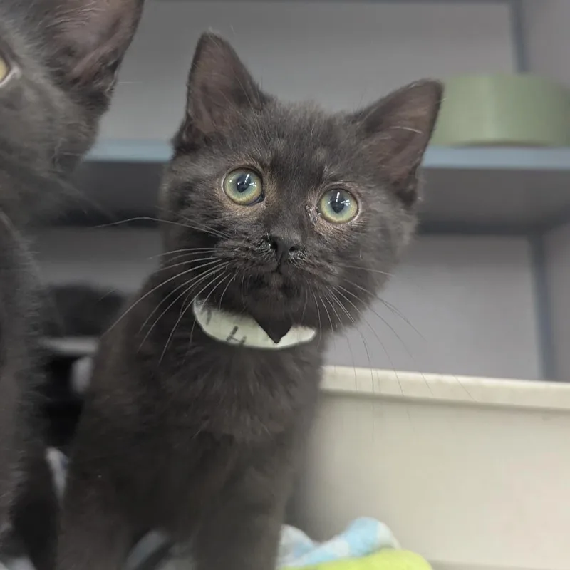 A baby small-sized female Black Domestic Short Hair cat named Melon Helen for adoption in Evansville, IN