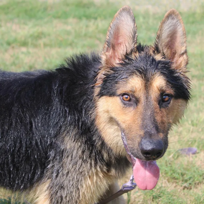A young medium-sized male Black German Shepherd Dog dog named Koe for adoption in Cleveland, MS