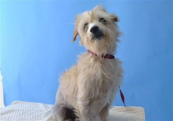 A senior small-sized male Terrier dog named Ezra for adoption in Gardena, CA