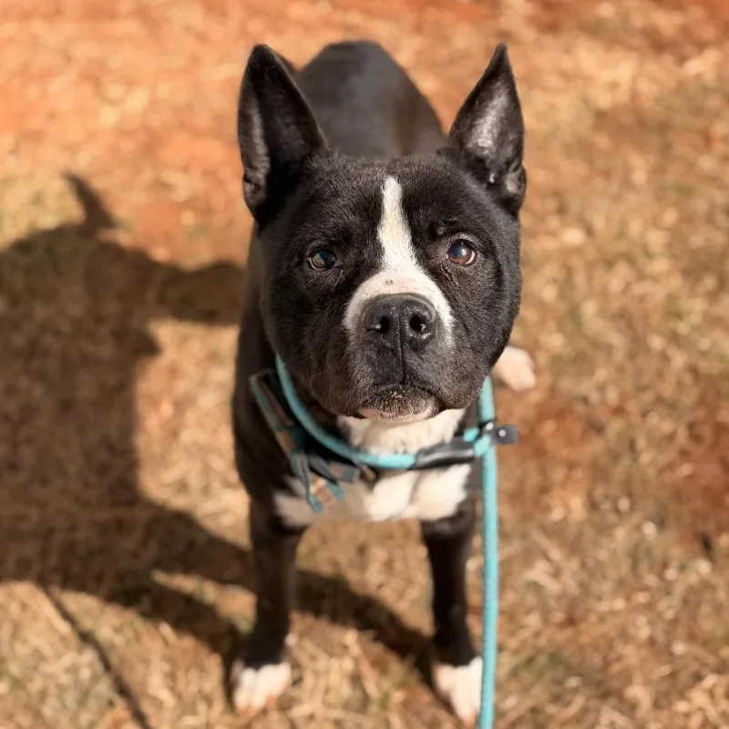 An adult large-sized male Black Akita dog named Oreo for adoption in Lynchburg, VA