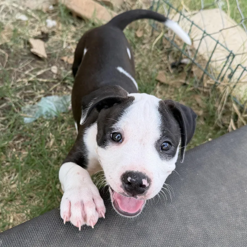 A baby medium-sized female Pit Bull Terrier dog named Rhythm for adoption in Plano, TX