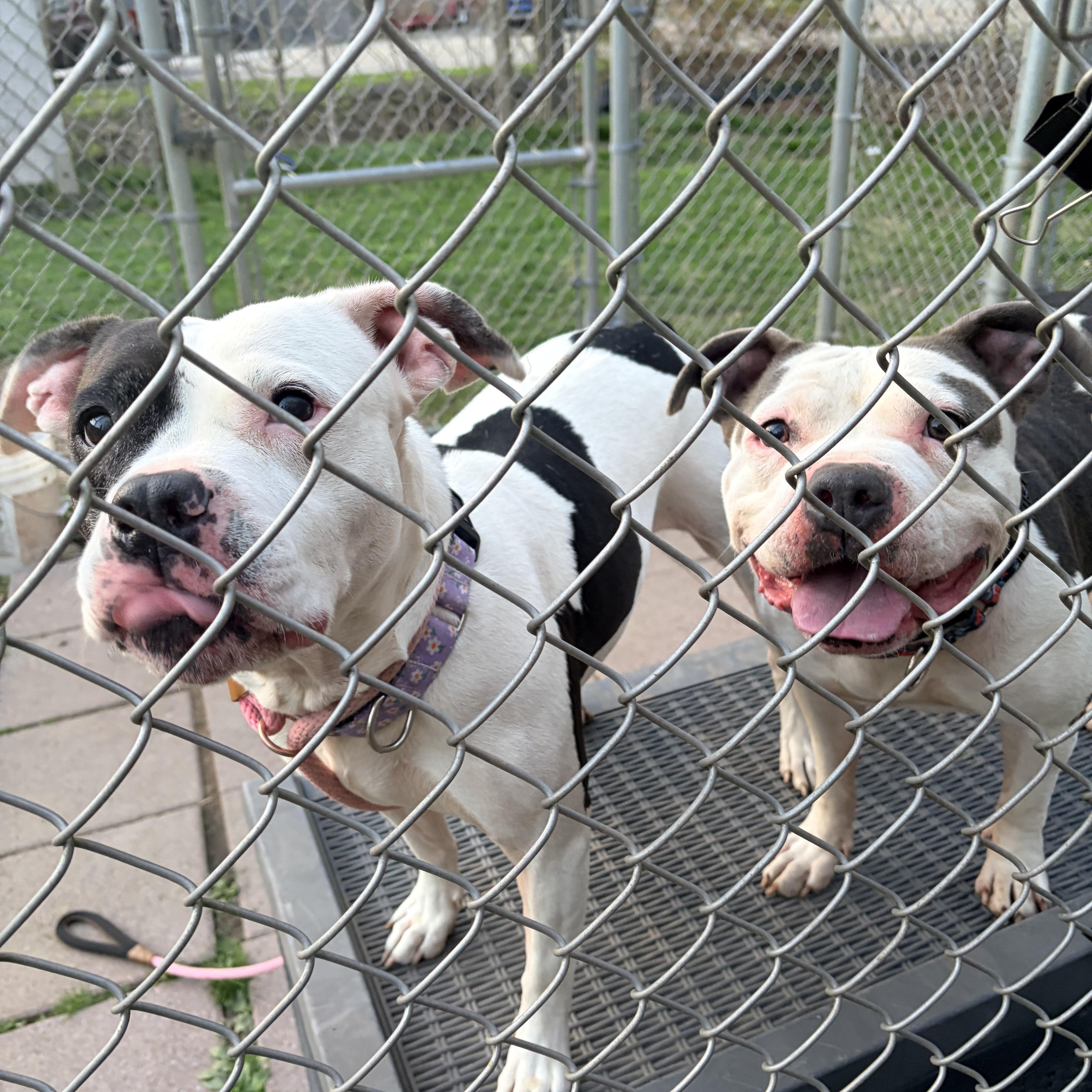 Coda Rae thumbnail 4