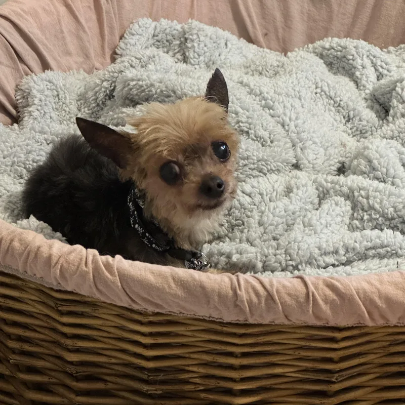 A senior small-sized male Tricolor (Brown, Black, & White) Yorkshire Terrier dog named Crumb for adoption in Rockville, MD