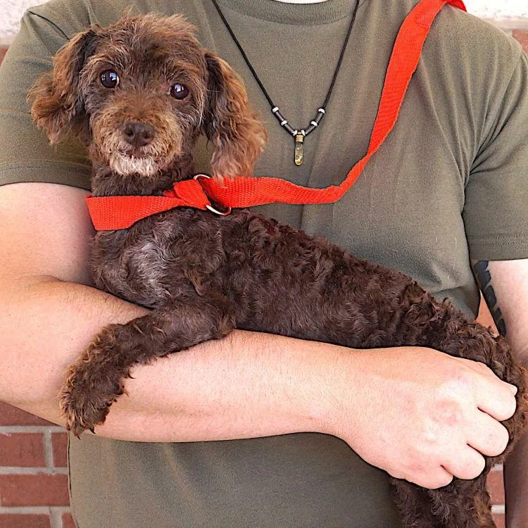 Gertie