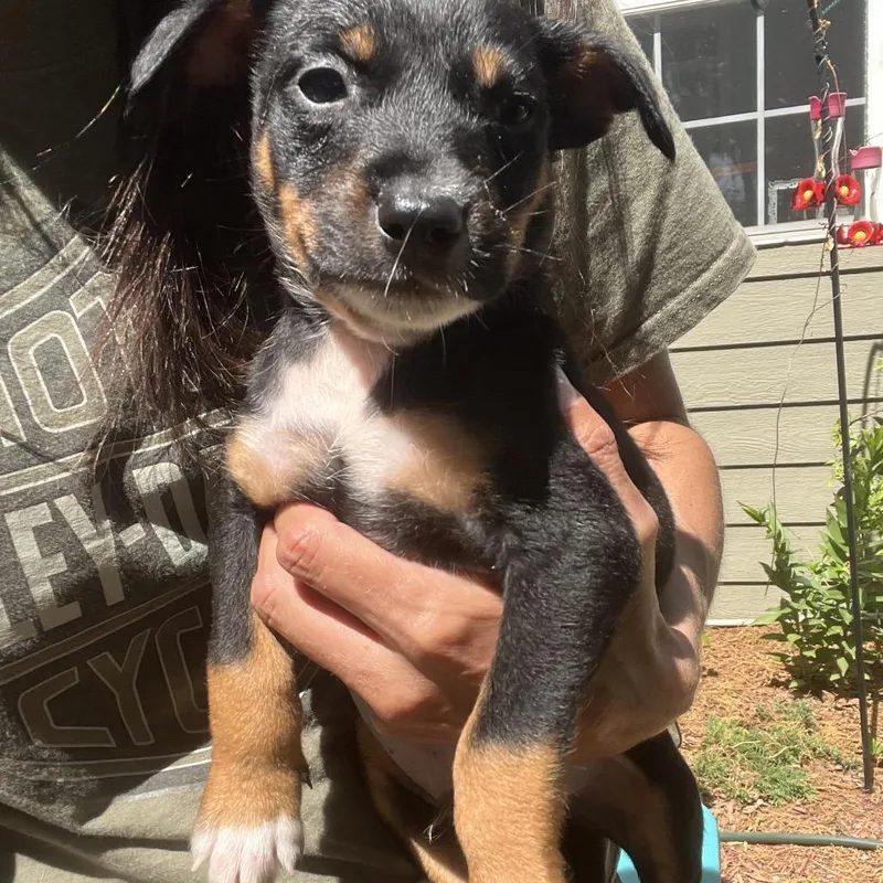 A baby small-sized male Black Australian Shepherd dog named Tommy Pickles for adoption in Rossville, GA
