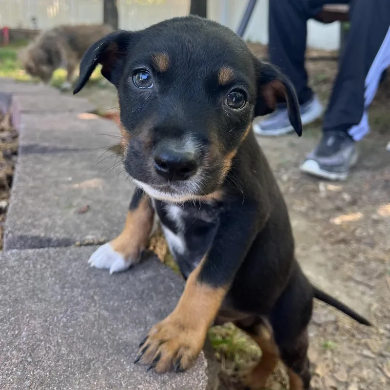 Tommy Pickles thumbnail 3