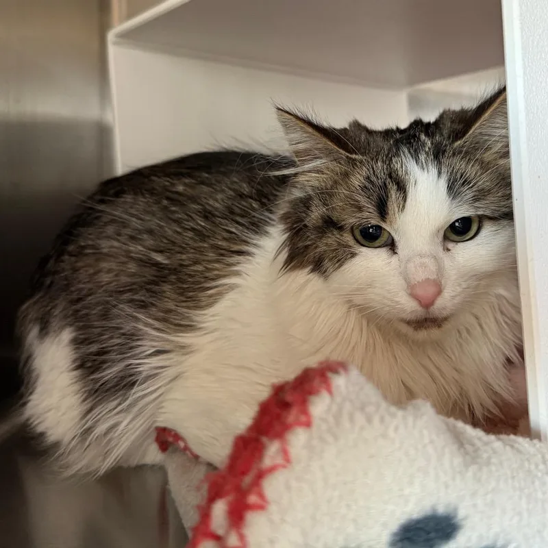 A senior small-sized female Buff / Tan / Fawn Domestic Medium Hair cat named Penny for adoption in Cedaredge, CO
