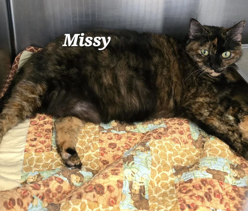 An adult medium-sized female Calico Domestic Short Hair cat named Missy for adoption in Mingus, TX