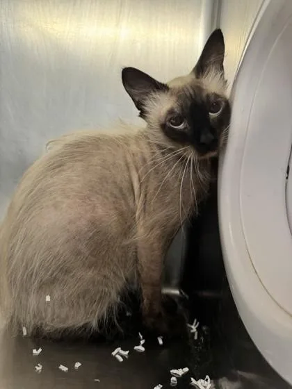 An adult small-sized female Siamese cat named Shenzi for adoption in Roseville, CA