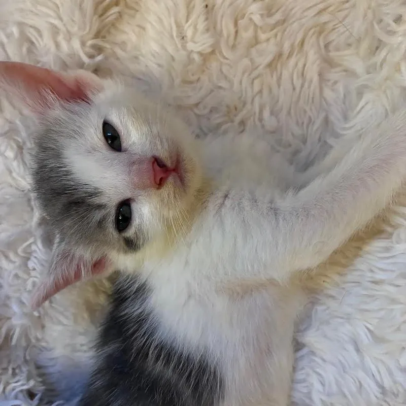 A baby small-sized female Brown / Chocolate Domestic Short Hair cat named Lily for adoption in Staten Island, NY