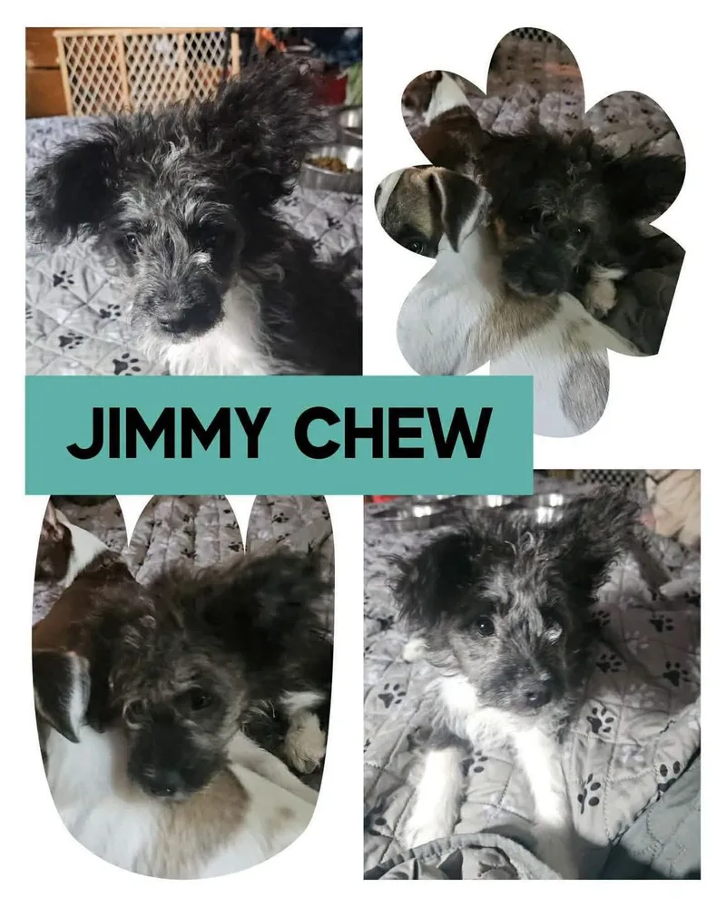 A baby small-sized male Chihuahua dog named Jimmy Chew for adoption in Eugene, OR