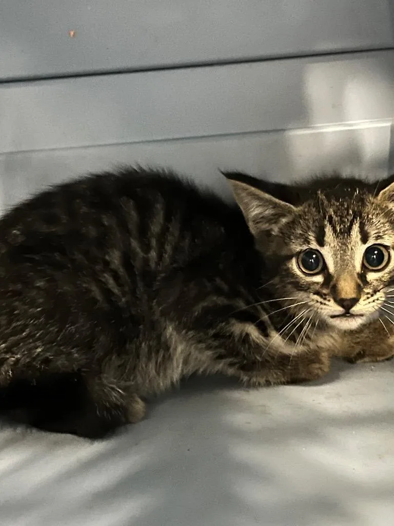 A baby medium-sized female Domestic Short Hair cat named Lola for adoption in Benton, AR