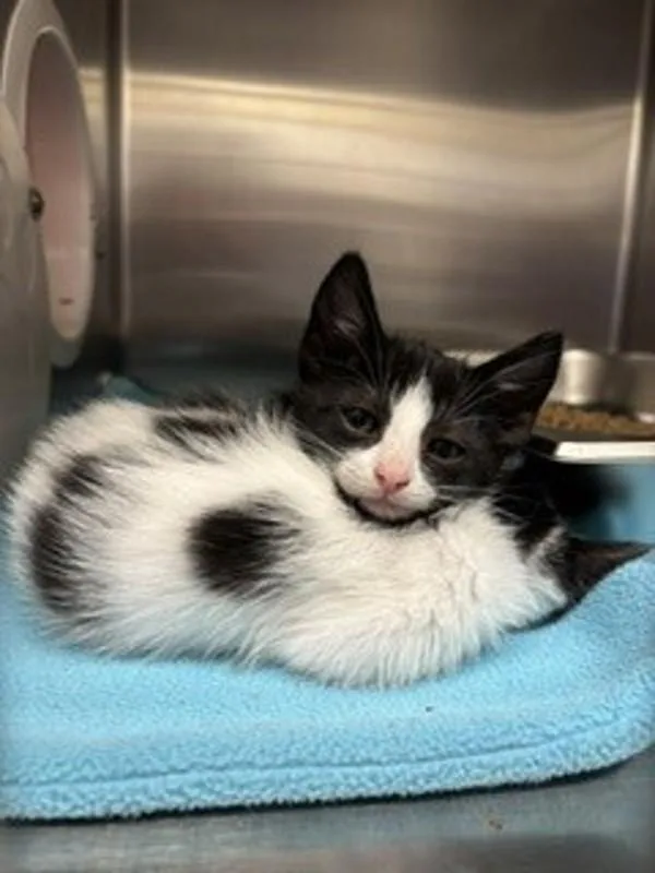 Shelby Bonded W Pt thumbnail 2