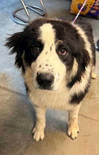 An adult large-sized male Australian Shepherd dog named Rex for adoption in Bowling Green, KY