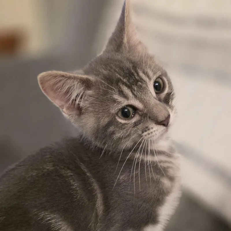A baby small-sized male Domestic Short Hair cat named Yoko for adoption in Cumming, GA