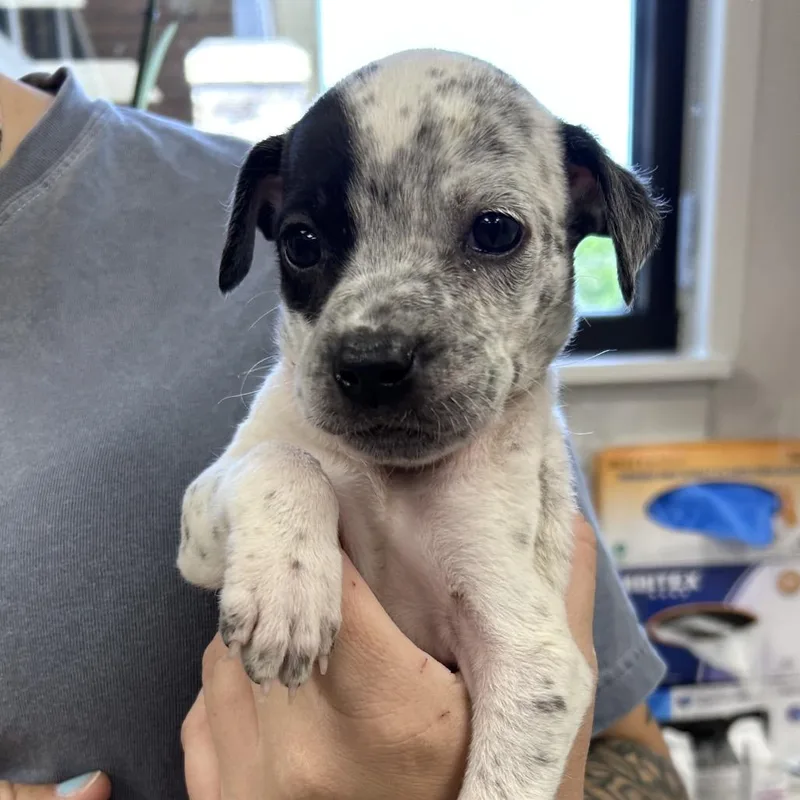 A baby small-sized female White / Cream Hound dog named Pip Squeak for adoption in Morganton, NC
