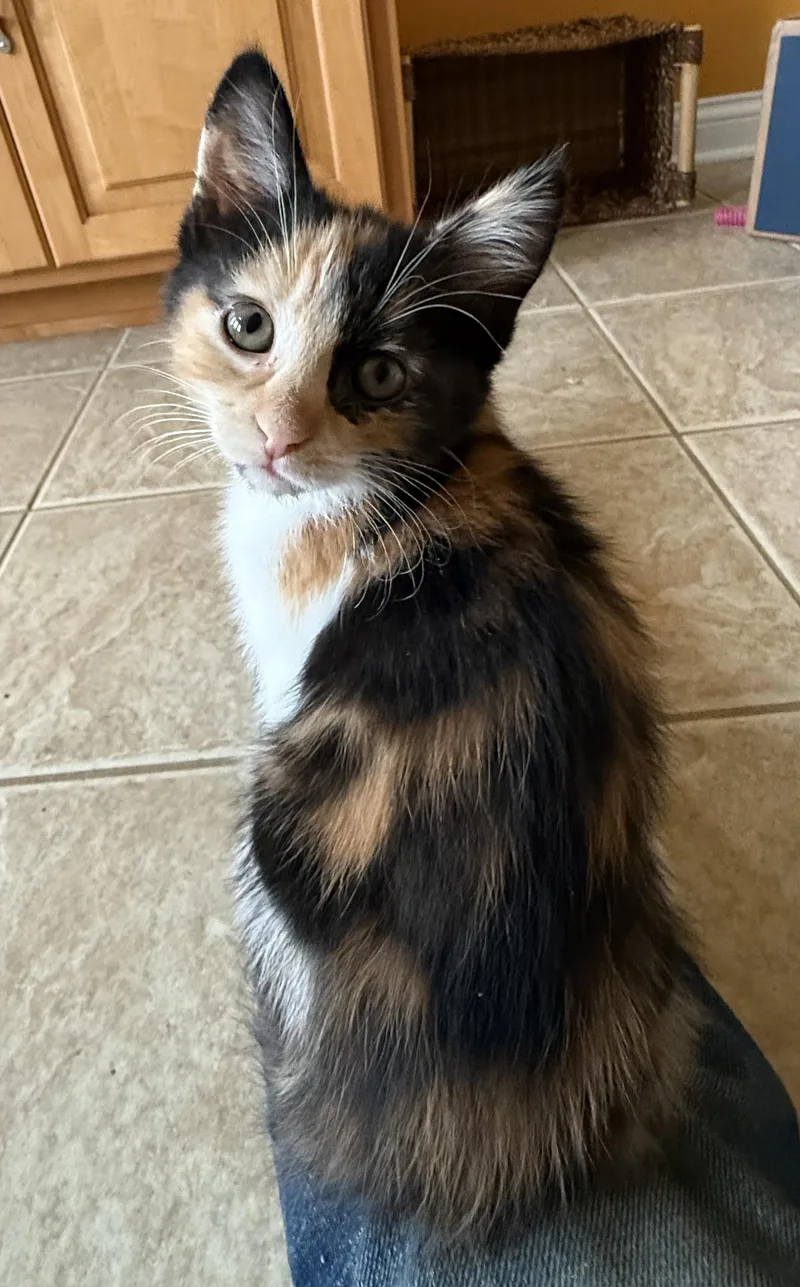 A baby medium-sized female Calico Domestic Medium Hair cat named Jasmine for adoption in Bardstown, KY