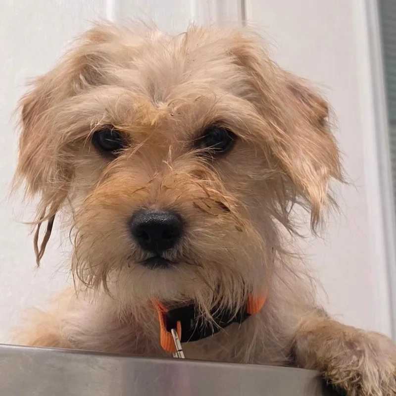 An adult small-sized female Yellow / Tan / Blond / Fawn Mixed Breed dog named Freesia for adoption in Troy, IL