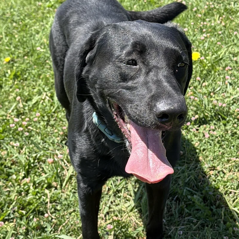 A young medium-sized female Black Labrador Retriever dog named Juno for adoption in San Francisco, CA