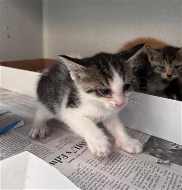 A baby medium-sized female Domestic Short Hair cat named Jane for adoption in Dallas, TX