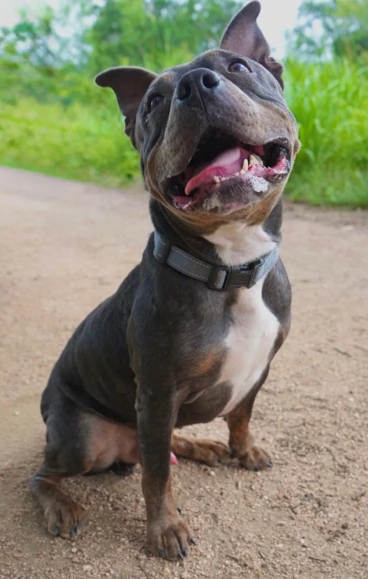 An adult medium-sized male Black American Staffordshire Terrier dog named Hammie for adoption in Mico, TX