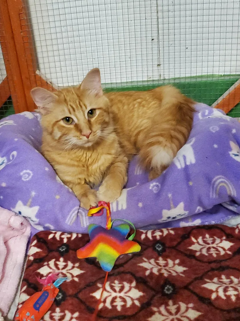 A baby small-sized male Orange & White Domestic Medium Hair cat named Cheddar for adoption in Erie, PA