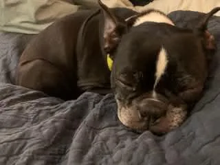 A senior small-sized female Boston Terrier dog named Ruby for adoption in New York, NY