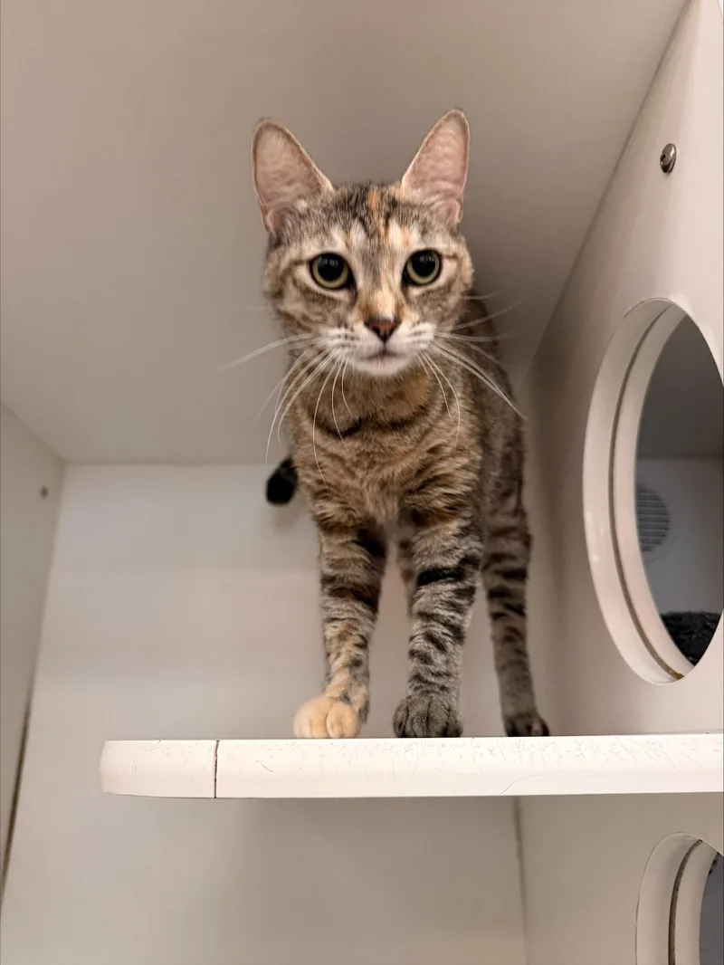 An adult medium-sized female Domestic Short Hair cat named Oakley for adoption in Herndon, VA