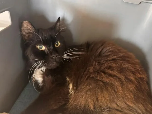 A senior medium-sized male Domestic Short Hair cat named Gustafo for adoption in Fairfield, CA