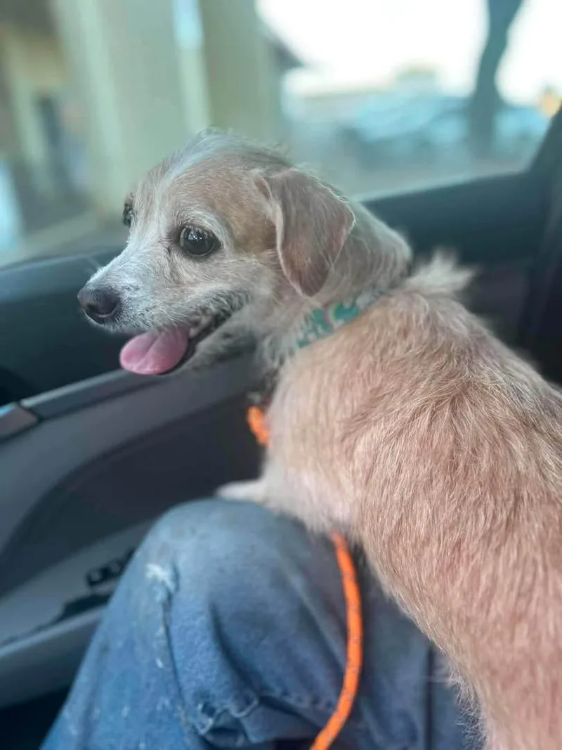 An adult small-sized female Yorkshire Terrier dog named Nena for adoption in Helotes , TX