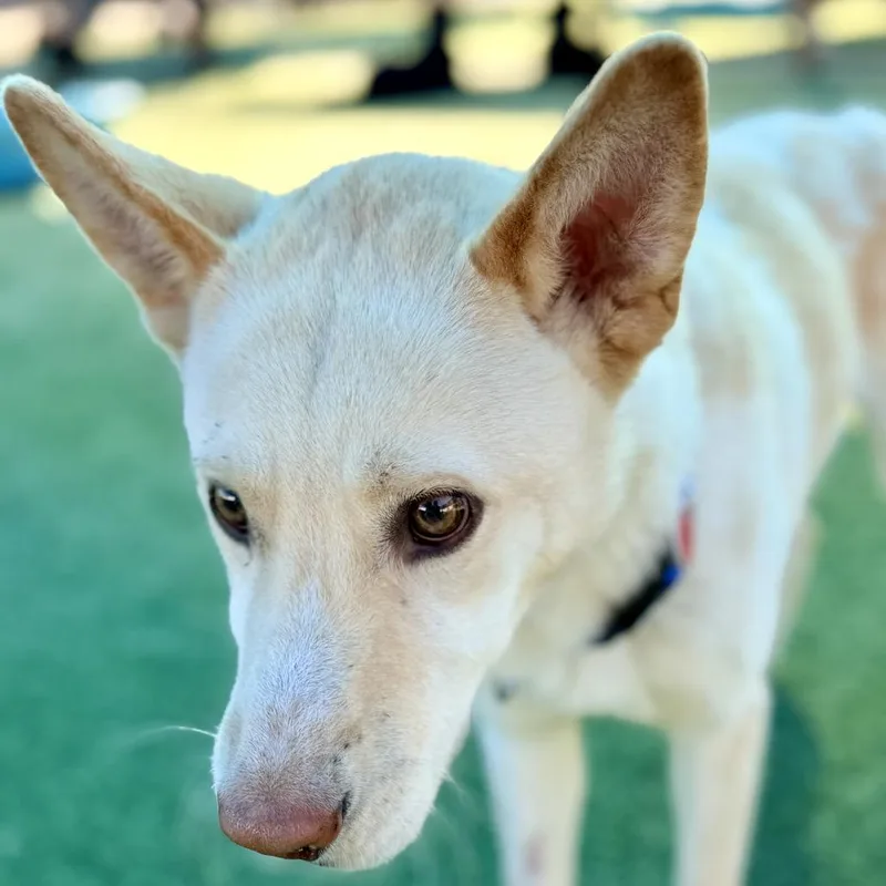 An adult medium-sized male Husky dog named Valentino A for adoption in Mission Hills, CA