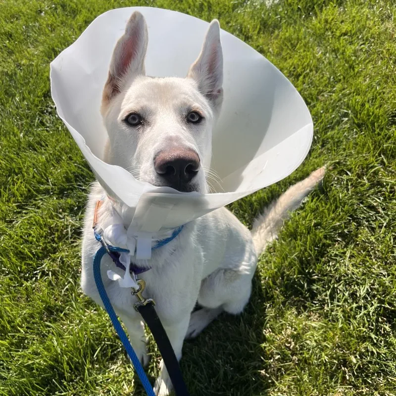 A young large-sized male White / Cream Shepherd dog named Francisco for adoption in Matteson, IL