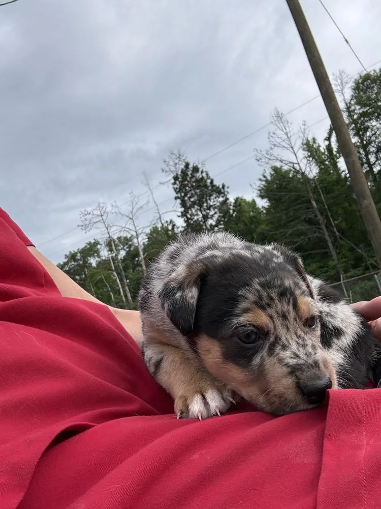 A baby medium-sized female Catahoula Leopard Dog dog named Penny for adoption in Crystal Springs, MS