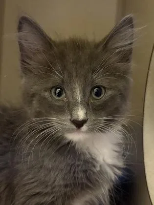 A baby medium-sized male Domestic Short Hair cat named Masa for adoption in Sacramento, CA